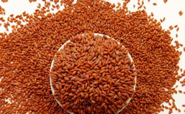 Oil Seeds
