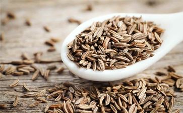 Oil Seeds