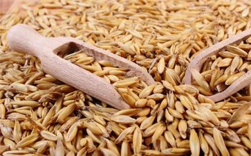 Oil Seeds
