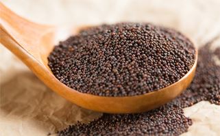 Oil Seeds