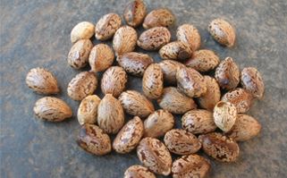 Oil Seeds