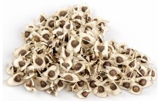 Oil Seeds