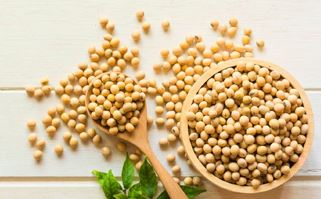 Oil Seeds