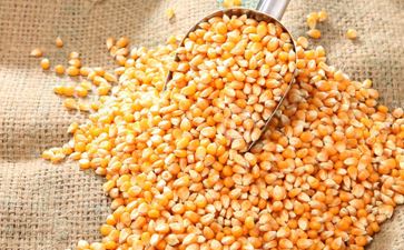 Oil Seeds